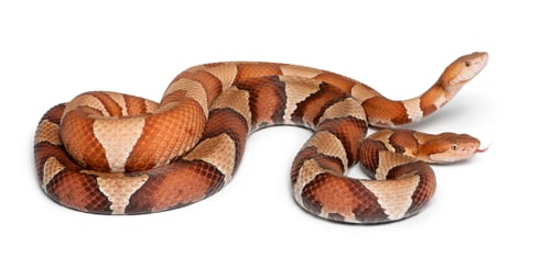 Preview: male and female Copperhead snake or highland moccasin - Agkistrodon contortrix
