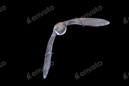 Preview: Whiskered Bat Calling in Flight During Swarming, Drenthe, Netherlands