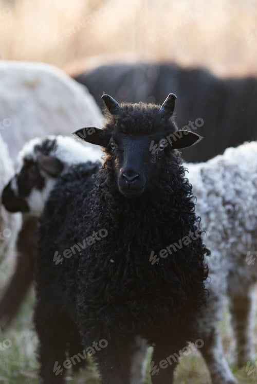 Preview: cute little black lamb portrait