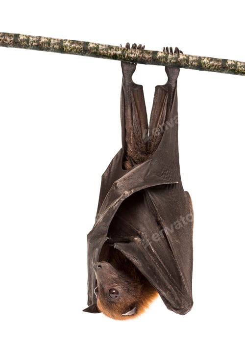 Preview: Lyle's flying fox hanging from a branch, Pteropus lylei, isolate