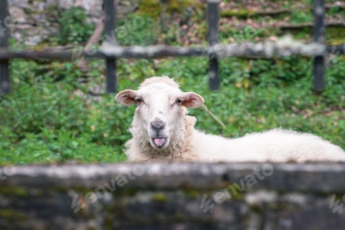 Preview: Funny image of a sheep with an indifferent expression sticking out its tongue Lugo Galicia