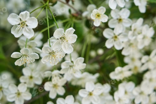 Preview: many white flowers on a tree branch close-up. spring flowering concept. tree in flowers. apple