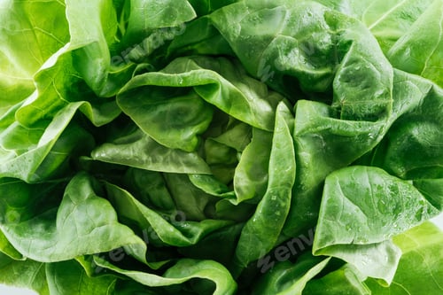Preview: close up view of raw natural wet green lettuce leaves with water drops