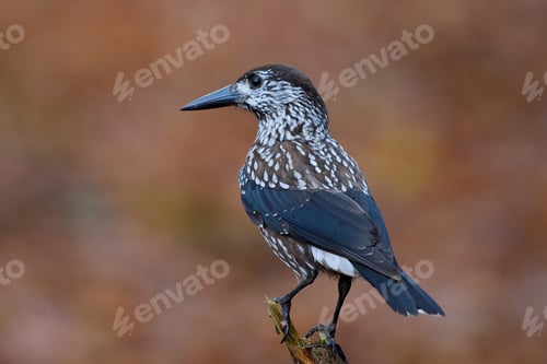 Preview: Spotted nutcracker (Nucifraga caryocatactes macrorhynchus)