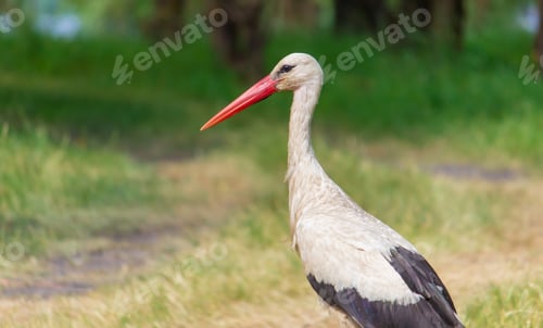 Preview: stork nature good weather spring.