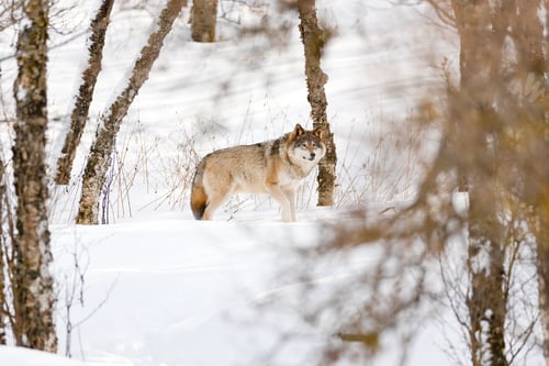 Preview: Canis Lupus strolling amidst bare trees on snow at park