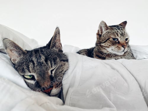 Preview: Two Tabby Cats Relaxing on a White Bed