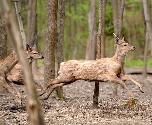 Preview: Roe deer