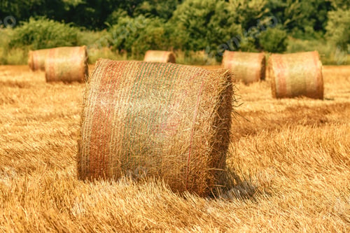 Preview: Rolled hay bales in wheat field stubble after cereal plant harvest