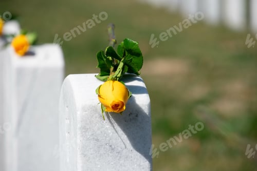 Preview: Yellow rose on a gravestone at Arlington National Cemetery