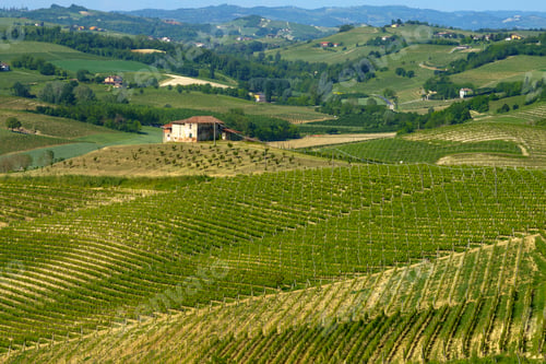 Preview: Vineyards of Monferrato near Nizza at springtime