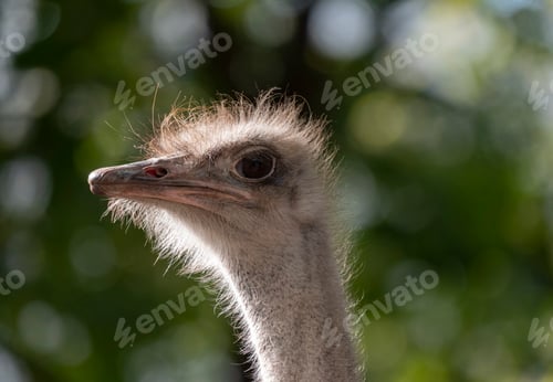 Preview: Ostrich Close-up In The Looks Cautiously Around.