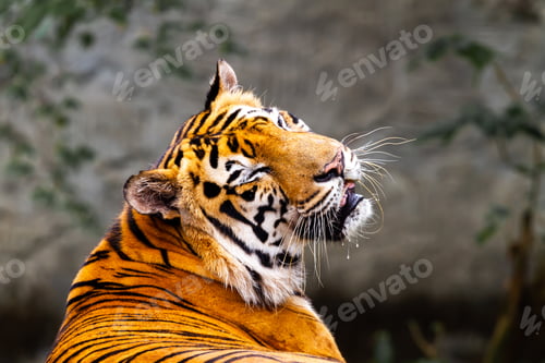 Preview: Tiger Closeup