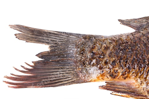 Vorschau: Gegrillter Karpfenschwanz.