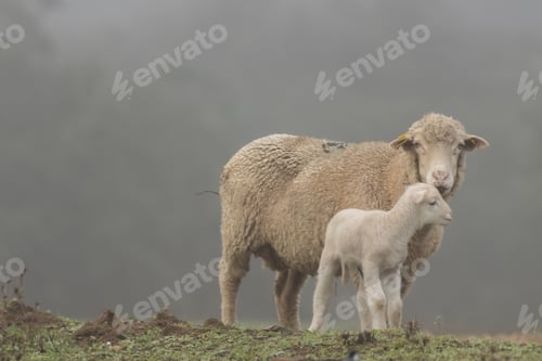 Preview: Fluffy sheep with a lamb stand in a foggy meadow