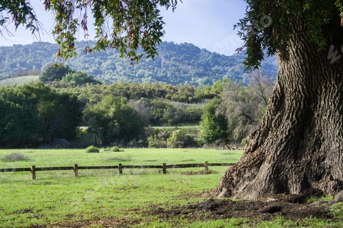 Preview: Old California bay laurel tree on a green meadow
