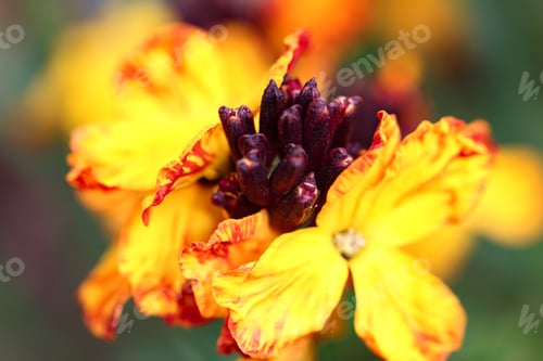 Preview: An orange maroon spring flower