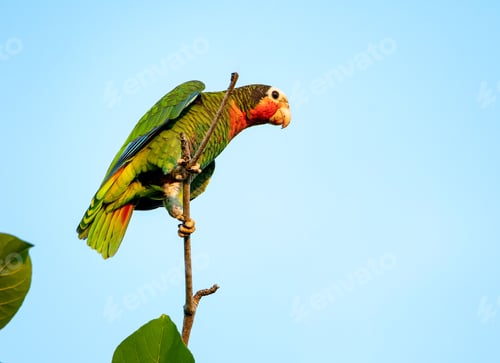 Preview: Cuban parrot perched on a tree branch against a bright blue sky backdrop