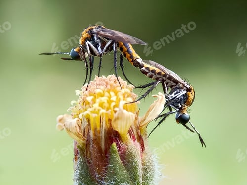 Two Insects Together on a Yellow and Brown Flower