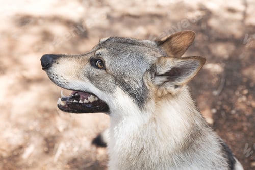 Preview: Cute adorable Czechoslovakian Wolfdog dog enjoying the weather in the park