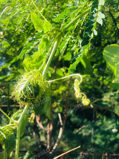 Preview: Passion fruit