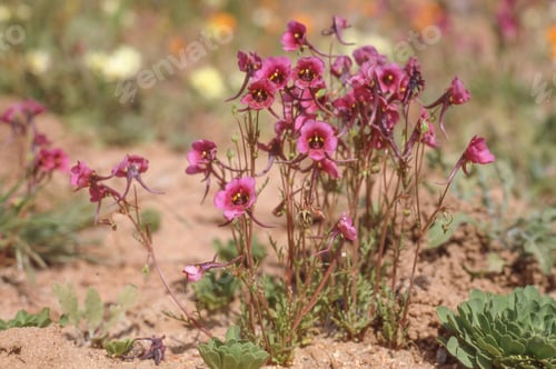 Preview: Flowering Diascia Namaquensis