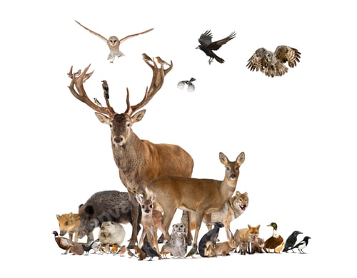 Preview: Large group of various european fauna, red deer, red fox, bird,