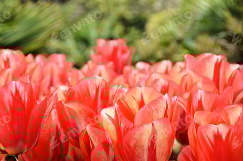 Preview: Close-up of Vibrant Red and White Tulips