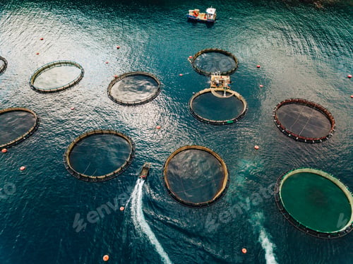 Vista previa: Salmon fish farm with floating cages. Aerial view