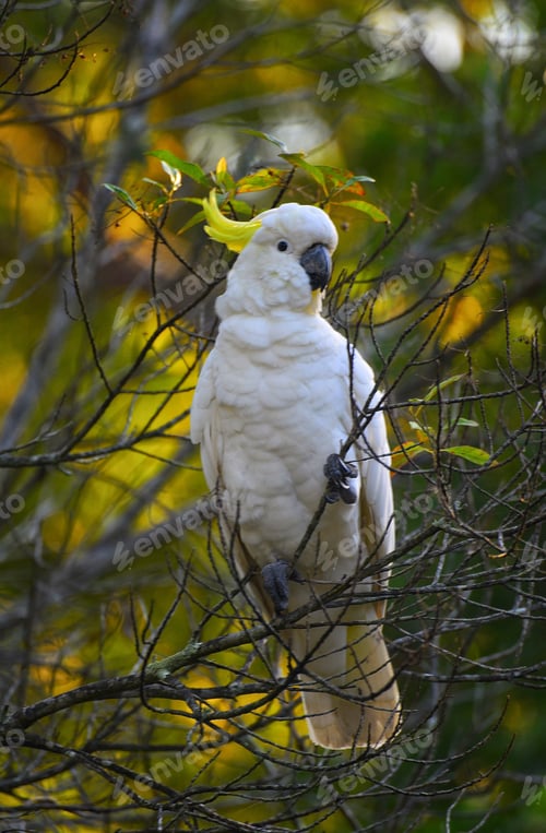 Preview: Australian Cockatoo
