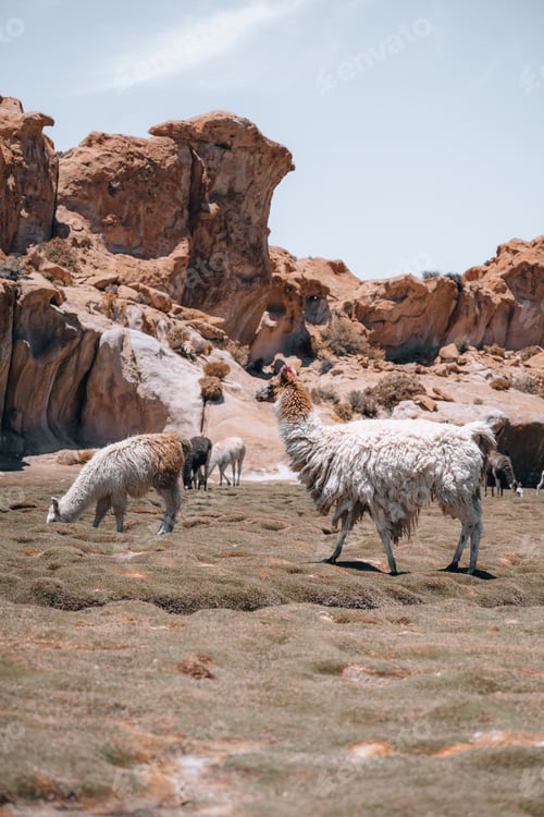 Preview: Photo of Lamas in South America during Salt Flat Uyuni tour