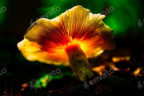 Preview: a yellow mushroom is lit by the light from behind it