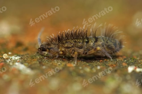 Preview: Microscopic closeup on a quite hairy springtail, Orchesella villosa