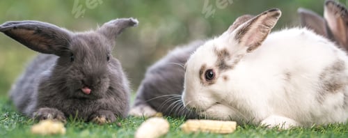 Preview: bunny Easter fluffy baby rabbit or new born rabbit.