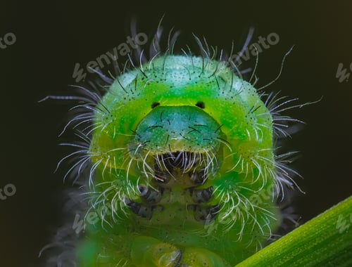 Preview: Black spotted yellow Caterpillar. Portrait of caterpillar