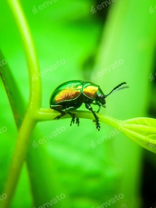 Preview: Chrysomelidae,Eumolpinae,Cleorina cf aeneomicans.
