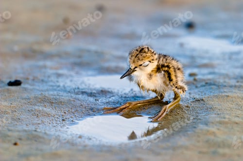 Preview: Black-Winged Stilt