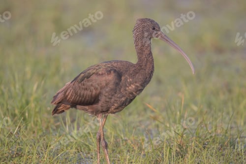 Preview: Glossy ibis (Plegadis falcinellus) in wet grassland