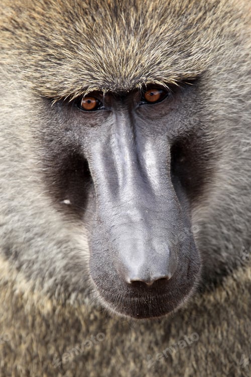 Preview: Baboon - Kenya