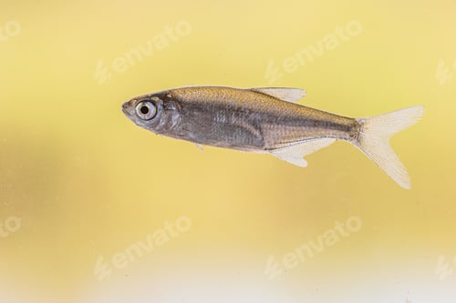 Preview: Sunbleak or Belica freshwater fish