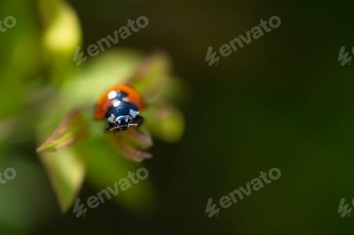 Preview: Ladybug crawls on a green leaf