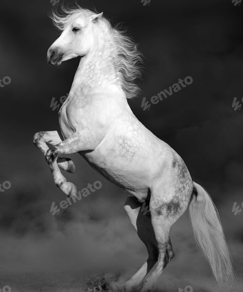 Preview: horse, mare, wilderness, stallion