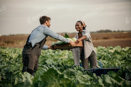 Visualização: Agricultores colhendo repolho no campo: trabalho em equipe e sustentabilidade na agricultura