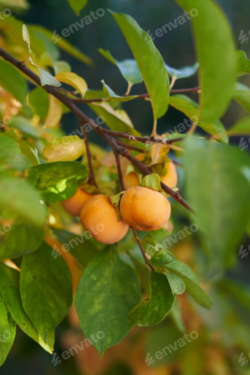 Preview: Orange persimmon ripens on the green branches of a tree