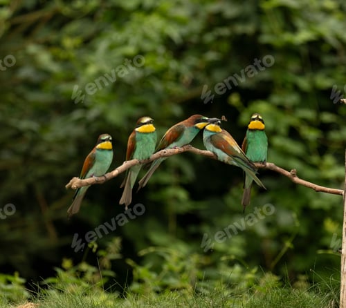 Preview: Colorful European bee-eaters perched on a branch in a forest.