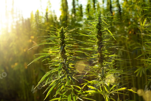 Preview: Industrial Hemp stalks on blue sky background