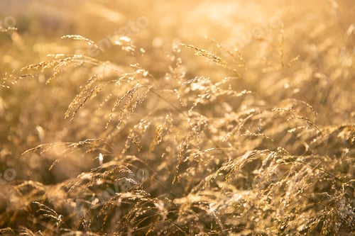 Preview: stalks of dry grass in the wind at golden sunset