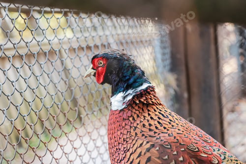 Preview: Pheasant bird head portrait in zoo cage.