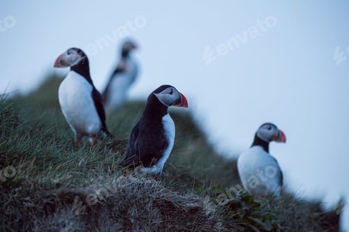Preview: Puffins are any of three species of small alcids in the bird genus Fratercula.