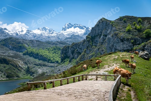 Preview: Majestic Mountain Landscape with Cows Grazing by Snow-Covered Peaks and Hills